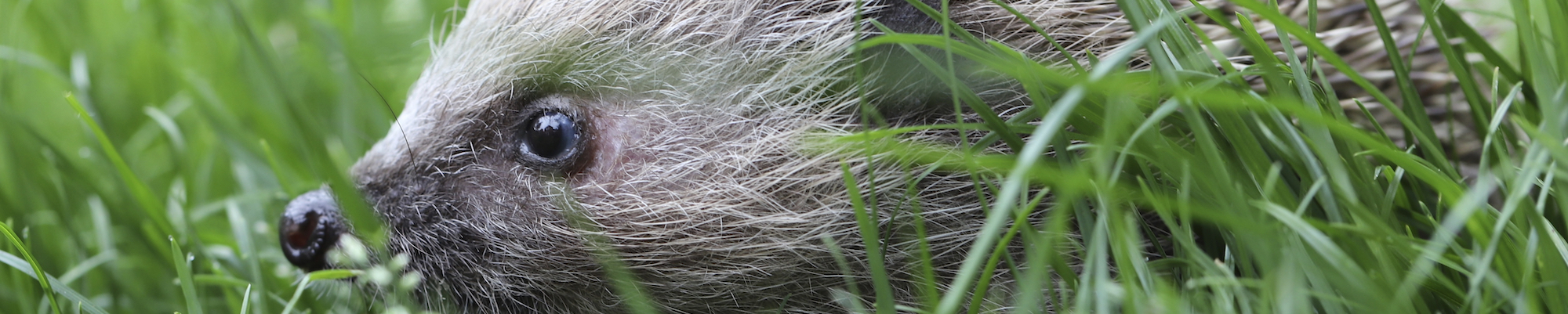 Hedgehog Information